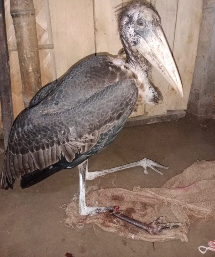 Assam: Injured Greater Adjutant Stork rescued by Forest Officials