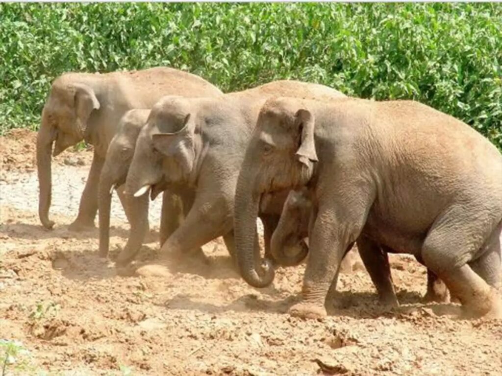 Man Trampled to Death by Wild Jumbos in Assam